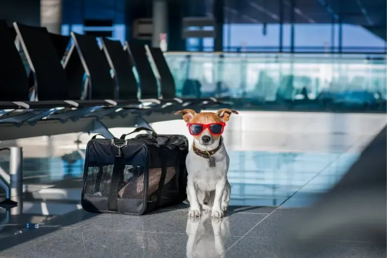 ¿Qué tienes que considerar al viajar a Irlanda con mascotas en avión?