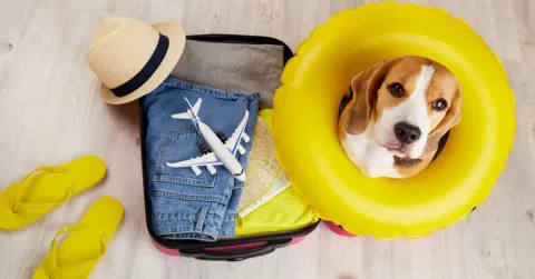 Requisitos para Viajar a Malta con mascotas