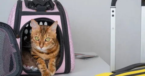 Requisitos para viajar con mascotas a Irlanda