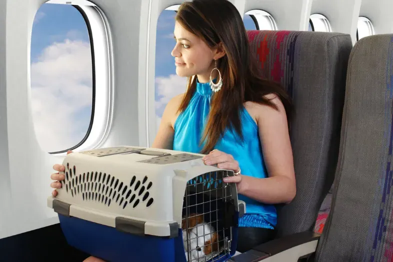 Viajar a Malta con Mascotas: ¿Cuáles son los exámenes médicos obligatorios?