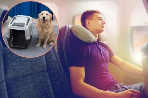 Viajar a Reino Unido con mascotas