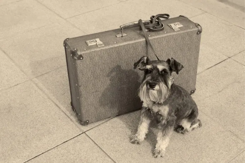 ¿Qué necesita mi perro o gato para viajar en cabina desde Colombia a Malta?